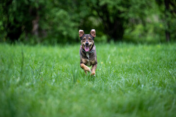Mixed breed happy dog runing towards in the grass - obrazy, fototapety, plakaty