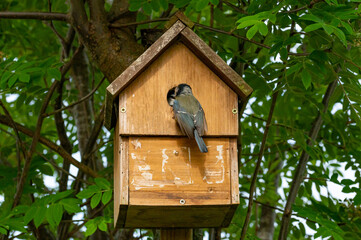 Blue tit bird flying towards a nest box as an adult bird looks outwards