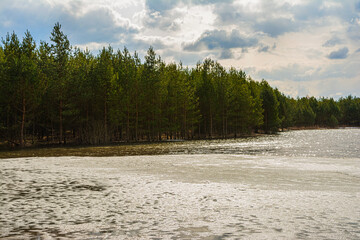 A forest lake partially covered by melting ice with a shoreline of pine trees and old dry grass under a gloomy cloudy sky. Nature landscape Spring cloudy evening
