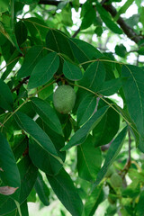 A green walnut is ripening on a branch. The picture is in cool dark tones.