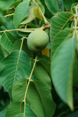 A green walnut is ripening on a branch. The picture is in cool dark tones.