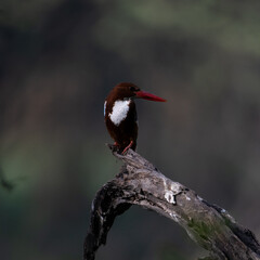 White Throated Kingfisher sitting on a tree branch at Sultanpur Bird Sanctuary, Haryana, India
