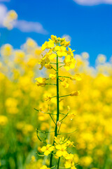 Obraz premium Detail of top yellow canola flower. Blooming canola flower on the field in summer.