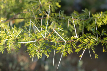 Close up of a thorn tree in Africa