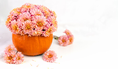Beautiful bouquet of chrysanthemums in a pumpkin on white table. Thanksgiving celebration concept. A cozy autumn atmosphere. Close-up.
