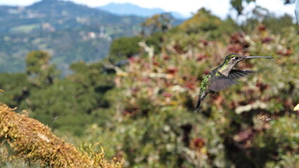 Female talamanca hummingbird (Eugenes spectabilis) in flight at the high altitude Paraiso Quetzal Lodge outside of San Jose, Costa Rica
