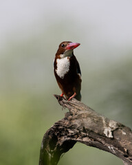 White Throated Kingfisher sitting on a tree branch at Sultanpur Bird Sanctuary, Haryana, India