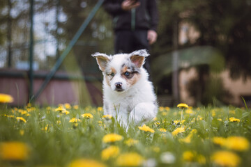 Furry devil in the form of an Australian Shepherd runs around the garden and enjoys his freedom. A white and brown puppy with a happy expression. Dandelion field