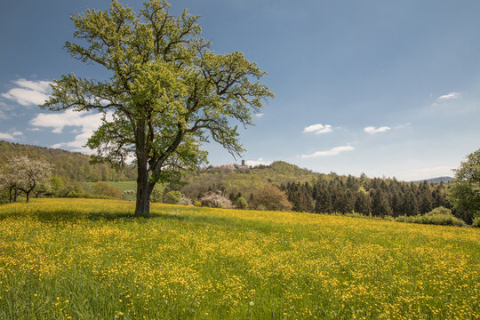 Salach feld, baum, himmel, landschaft, fr&uuml;hling, natur, Salach, wiese, green, gras, sommer, blume, gelb, blau, ackerbau, blume, b&auml;uerlich, pflanze, wald, cloud, land, baum, cloud, raps, day, umwelt