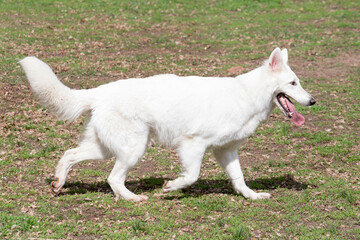 Cute white swiss shepherd dog puppy is walking on a green grass in the spring park. Pet animals. Purebred dog.