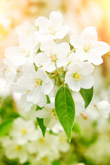 White flowers branch blooming apple tree.