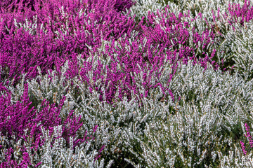 Colourful heather in the sunshine