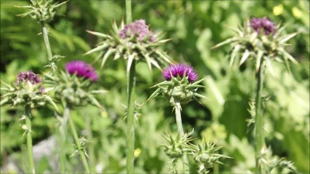 closeup of purple Taurian thistle, bull cotton thistles or Onopordum tauricum (Binomial name) field on the hills