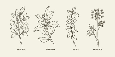 Fototapeta na wymiar Line art medicinal and essential oil plants. Moringa, ravensara, bacopa, asafoetida
