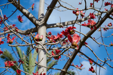 Beautiful red flowers on the tree Bombax Ceiba Blooms the Bombax Ceiba Lat. - Bombax ceiba or Cotton Tree