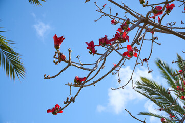 Beautiful red flowers on the tree Bombax Ceiba Blooms the Bombax Ceiba Lat. - Bombax ceiba or Cotton Tree
