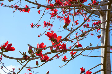 Beautiful red flowers on the tree Bombax Ceiba Blooms the Bombax Ceiba Lat. - Bombax ceiba or Cotton Tree