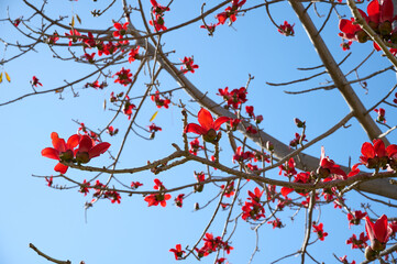 Beautiful red flowers on the tree Bombax Ceiba Blooms the Bombax Ceiba Lat. - Bombax ceiba or Cotton Tree
