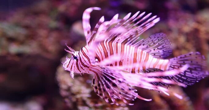 Pink scorpion fish swimming in sea closeup 4k movie slow motion