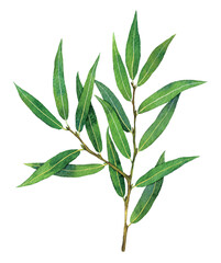 Fototapeta premium Watercolor crack willow or brittle willow branch. Salix fragilis isolated on white background. Hand drawn painting plant illustration.