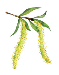 Watercolor crack willow or brittle willow fruits. Salix fragilis isolated on white background. Hand drawn painting plant illustration.