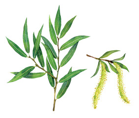 Watercolor crack willow or brittle willow branch and fruits. Salix fragilis isolated on white background. Hand drawn painting plant illustration. © Екатерина Роменская