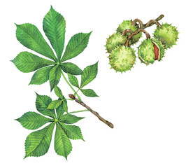 Watercolor horse chestnut or European horsechestnut branch and conkers. Aesculus hippocastanum isolated on white background. Hand drawn painting plant illustration.