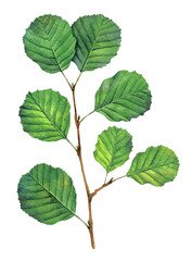 Watercolor common alder or black alder branch. Alnus glutinosa isolated on white background. Hand drawn painting plant illustration.