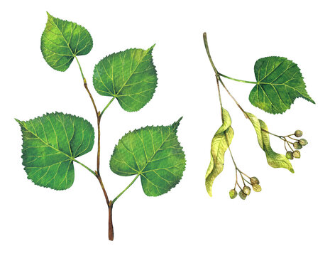 Watercolor small-leaved lime or small-leaved linden branch and fruits. Tilia cordata isolated on white background. Hand drawn painting plant illustration.
