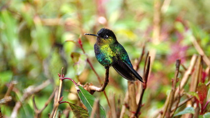 Fototapeta premium Fiery-throated hummingbird (Panterpe insignis) perched in a tree at the high altitude Paraiso Quetzal Lodge outside of San Jose, Costa Rica