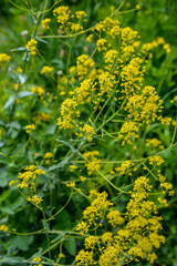 Woad flower on blue dark background