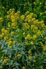 Woad flower on blue dark background