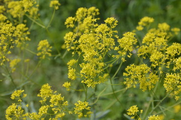 Fototapeta premium Woad flower on blue dark background