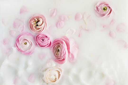 Milk bath with pink flowers and petals. Top view