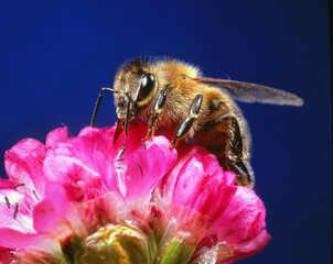Biene auf Blüte