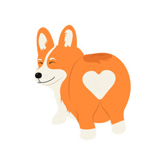 Corgi dog. Cute puppy. Vector illustration.