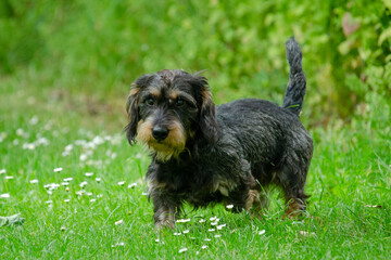 Dackel im Grass