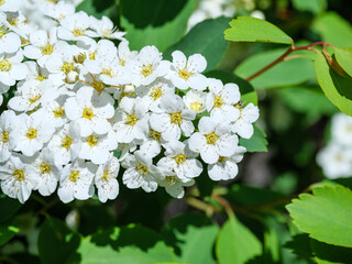Flowering branch of a white spirea with green leaves