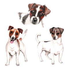 Group of Jack Russell Terrier isolated. Watercolor isolated.