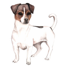 Watercolor jack russell terrier