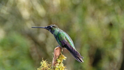 Talamanca hummingbird (Eugenes spectabilis) perched in a tree at the high altitude Paraiso Quetzal Lodge outside of San Jose, Costa Rica