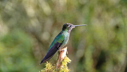 Fototapeta premium Talamanca hummingbird (Eugenes spectabilis) perched in a tree at the high altitude Paraiso Quetzal Lodge outside of San Jose, Costa Rica