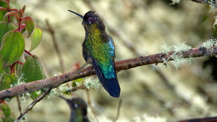 Fiery-throated hummingbird (Panterpe insignis) perched in a tree at the high altitude Paraiso...