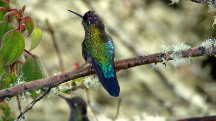 Fototapeta premium Fiery-throated hummingbird (Panterpe insignis) perched in a tree at the high altitude Paraiso Quetzal Lodge outside of San Jose, Costa Rica