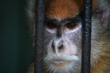 Monkey face from giza zoo