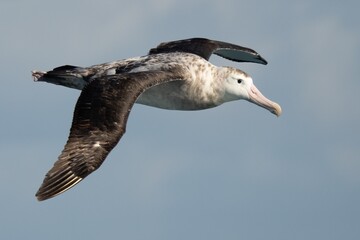 Riesensturmvogel (Macronectes giganteus) im Flug über der Drake Passage
