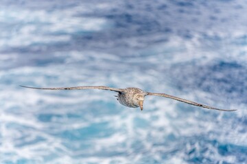 Nördlicher Riesensturmvogel (Macronectes halli) im Flug über der Drake Passage