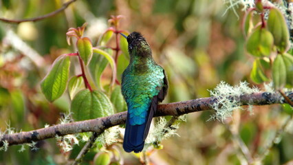 Fiery-throated hummingbird (Panterpe insignis) perched in a tree at the high altitude Paraiso Quetzal Lodge outside of San Jose, Costa Rica