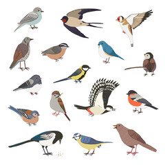 Garden birds vector illustrations set