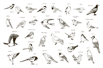 Garden birds vector illustrations set